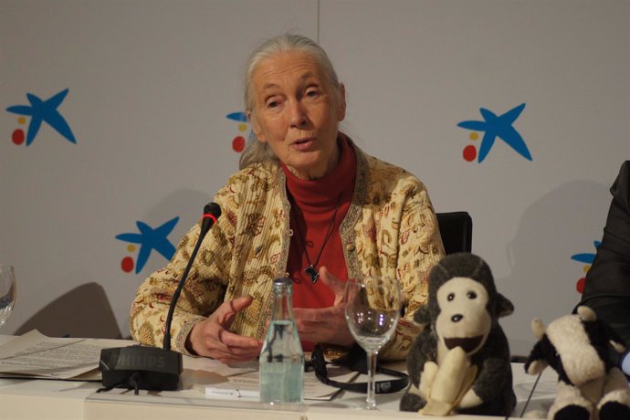 Jane Goodall en rueda de prensa en el CosmoCaixa