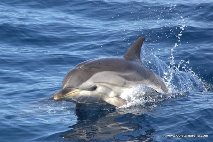 Delfín avistado en la costa de Alicante.