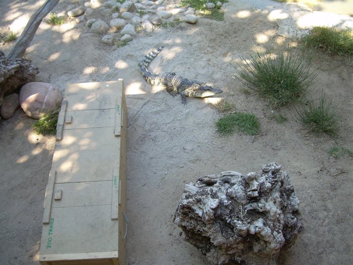 La cocodrilo de Siam en el momento de ser liberada en Terra Natura
