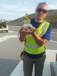 Detenidas cinco personas dedicadas al expolio profesional de nidos de aves rapaces