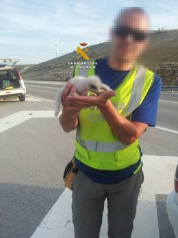 Un pollo de aguila real rescatado por guardia civil