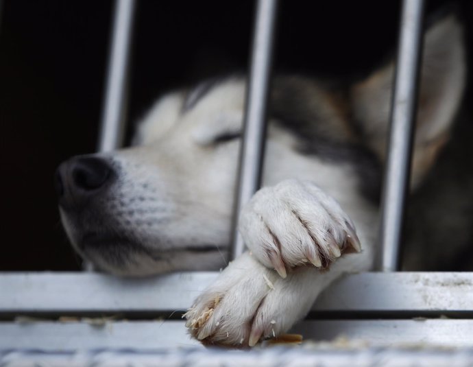 Perro durmiendo