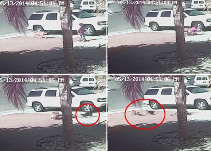 Gata salva a niño del ataque de un perro vídeo viral