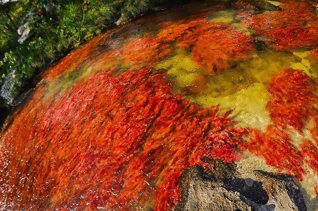 Caño Cristales