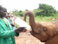 Orfanato de Elefantes David Sheldrick
