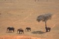 Safari en el Parque Nacional de Tsavo