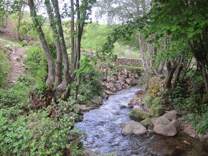 Río de montaña. Torrente. Agua