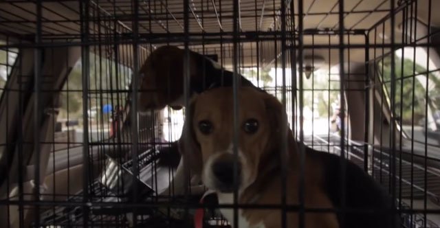 Beagle en una jaula