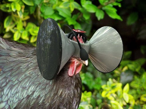 Oculus Rift para mejorar la calidad de vida de los pollos
