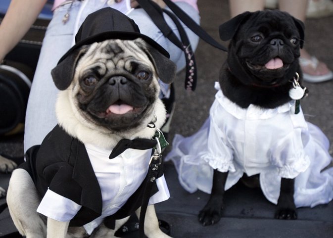 Las bodas caninas de Perú perros Sí quiero simbólico dueños responsables