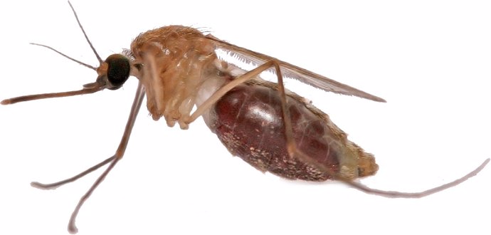 Mosquito portador de la malaria