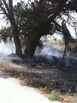 PSPV pide un plan de recuperación para zona quemada del Parque Fluvial en Manise