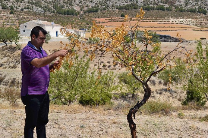 El secretario provincial de COAG, Andrés Góngora, junto a un almendro seco