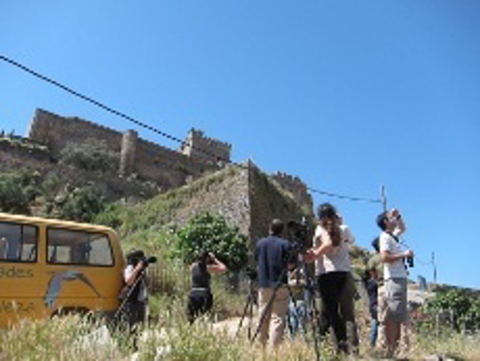 Observación ave