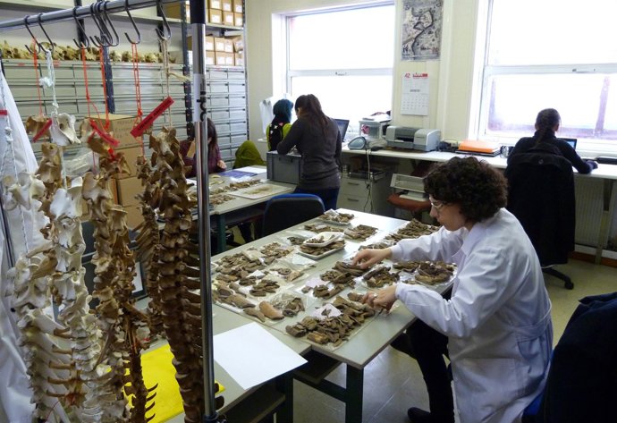 Laboratorio de Arqueozología del IIIPC