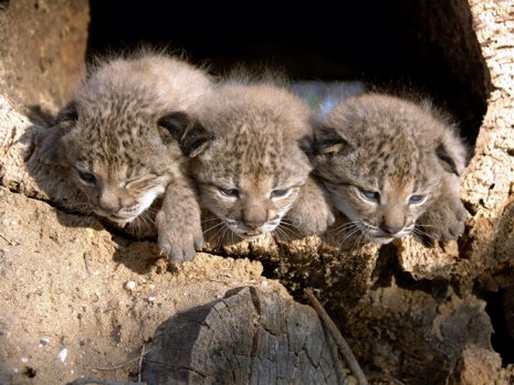 Crías de linces ibéricos