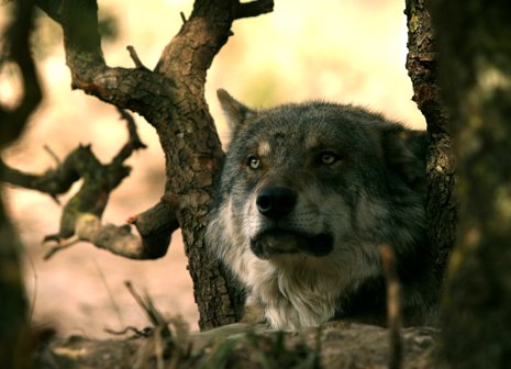 Lobo Ibérico en Antequera