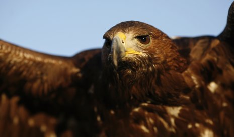 Águila Imperial Ibérica