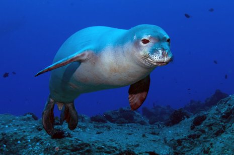 Foca Monje