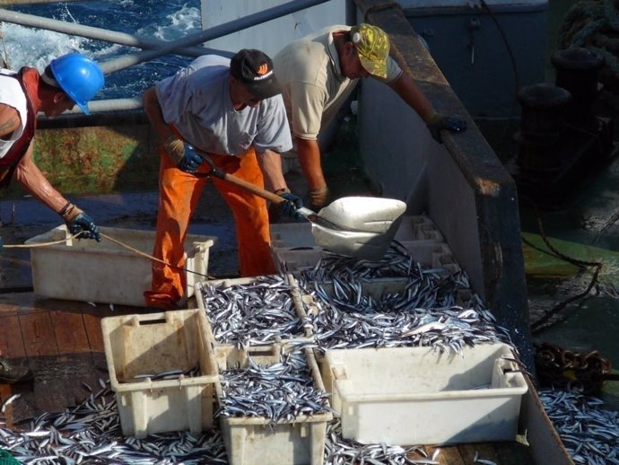 Pesca de la anchoa