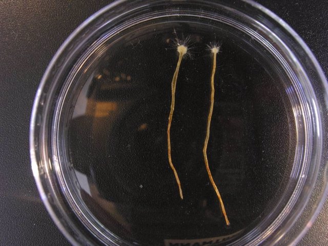 Foraminfero Spiculosiphon oceana 