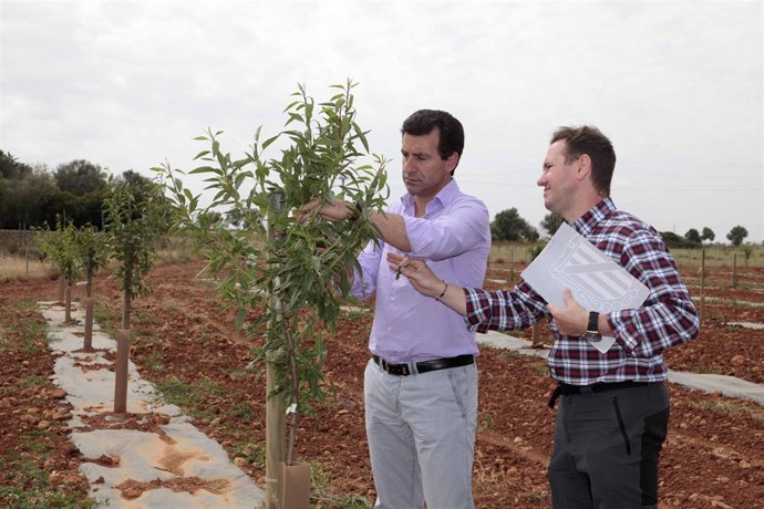Company en plantación