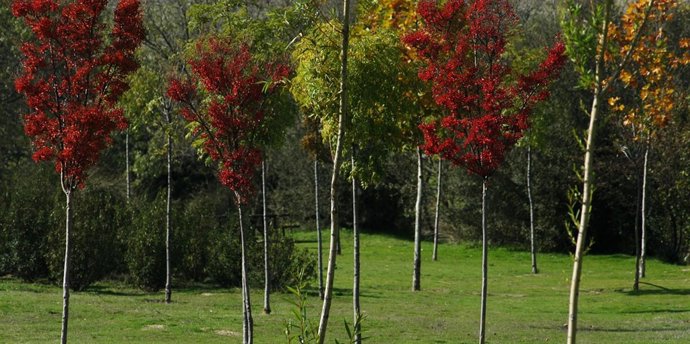 Arroyo, robles, árboles