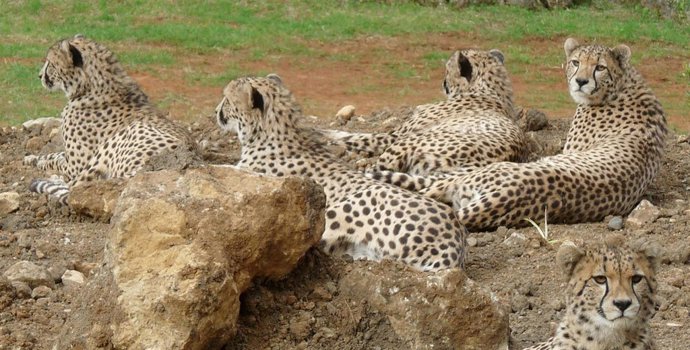 Guepardos de Cabárceno