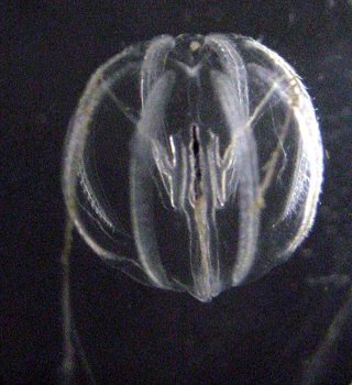 Medusa con sistema nervioso único