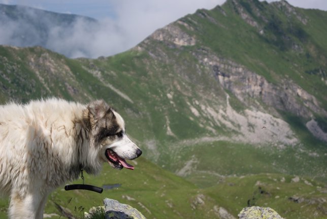 Perro en las montañas de Rumanía