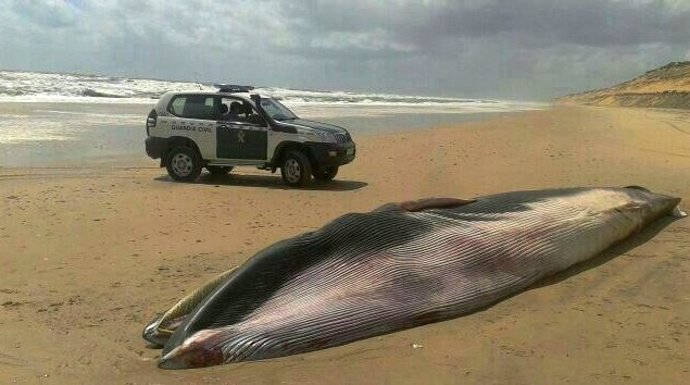 Ballena muerta en una playa de Matalascañas