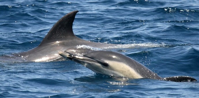 Ejemplares De Delfines Comunes