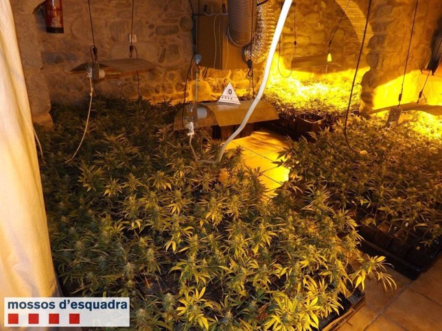 Plantación de marihuana desmantelada en Cardona