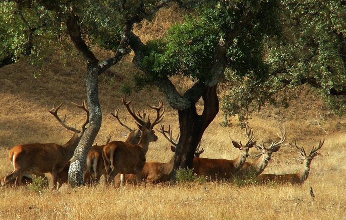 Ciervos durante la berrea en el Parque de Hornachuelos