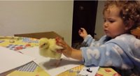 "La que has liao pollito": Tierna reprimenda de una niña a su pollito