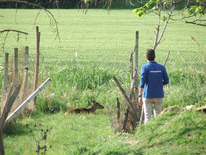 Uno de los ciervos rescatados de una granja escuela de Lleida
