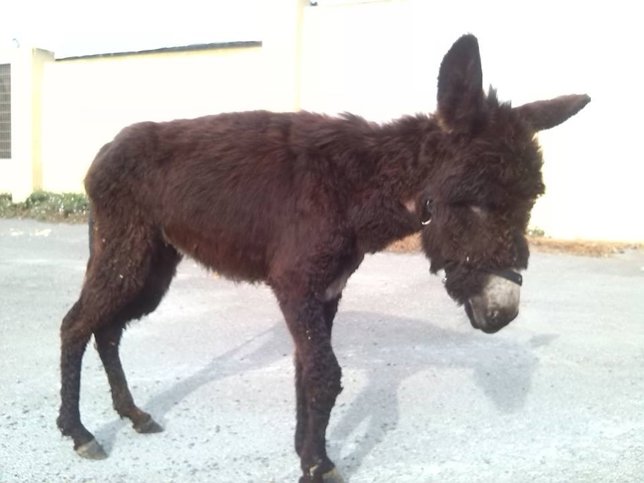 El burrito 'Capitán'