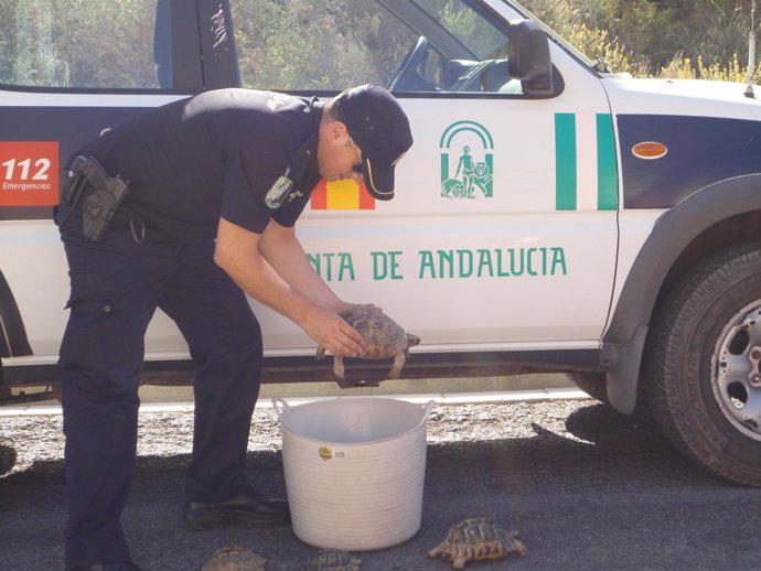 Un agente de la Policía Autonómica con algunas tortugas recuperadas