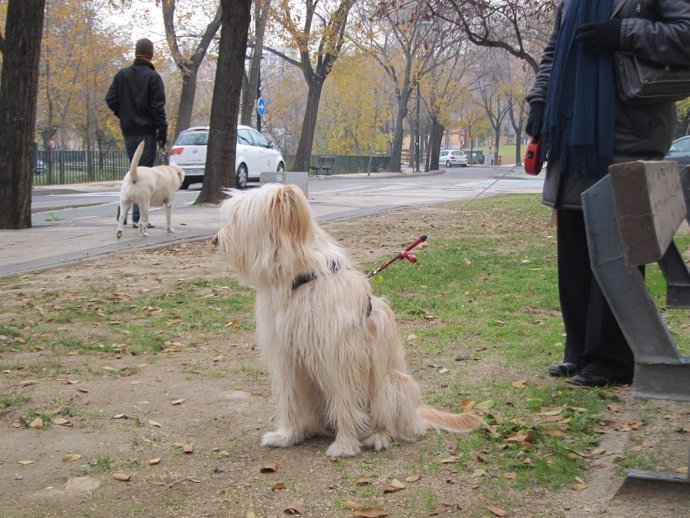 Perro en el parque
