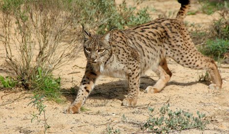 Cooperación y Desarrollo