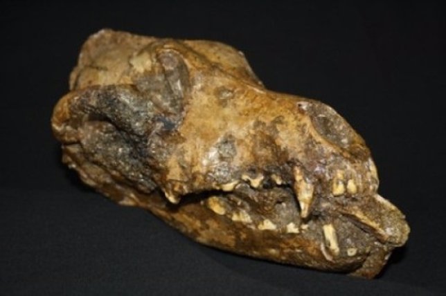 Cráneo de perro con hueso de mamut en su boca