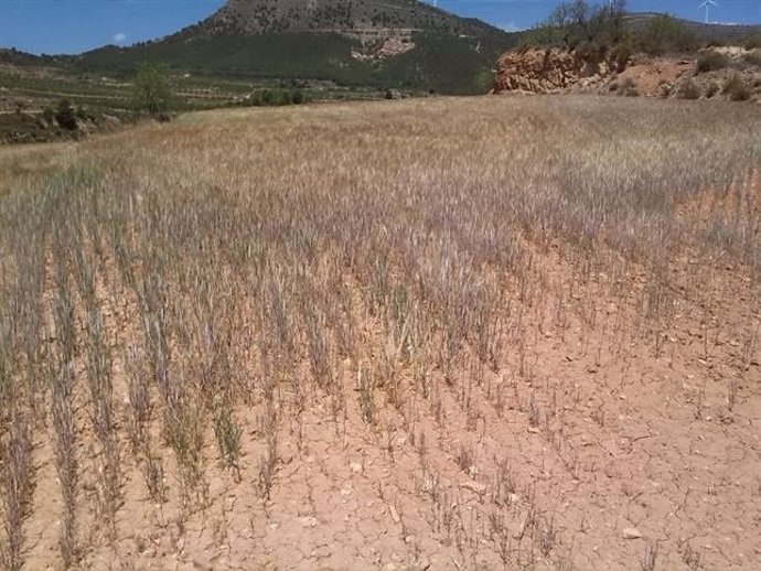 Imagen de la sequía en la Comunitat Valenciana