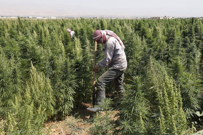 Cultivo de marihuana en el valle de la Bekaa (Líbano)