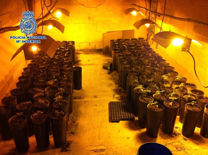 Laboratiorio Marihuana cannabis benamocarra plantas ilegal