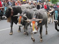 Ocho personas heridas durante la 'pasá' en Santander