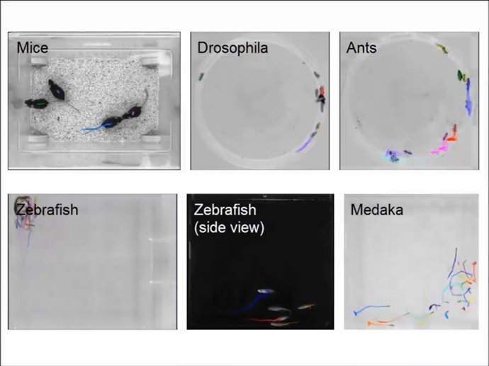 Software de identificación