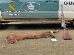 El animal abatido y el rifle de caza mayor que fueron decomisados