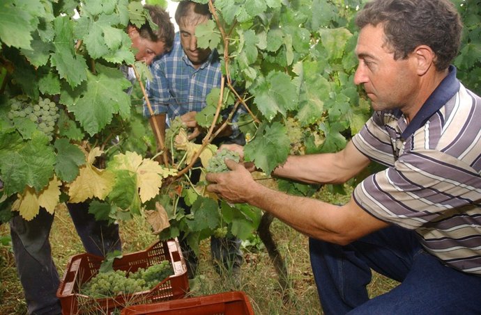 La vendimia en el Ribeiro