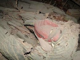 Dos sarcófagos hallados en la cámara intacta, en la campaña de la UJA  2014.