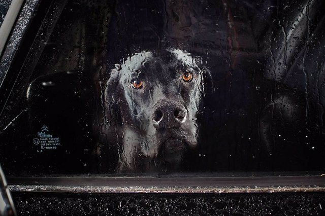 El silencio de los perros